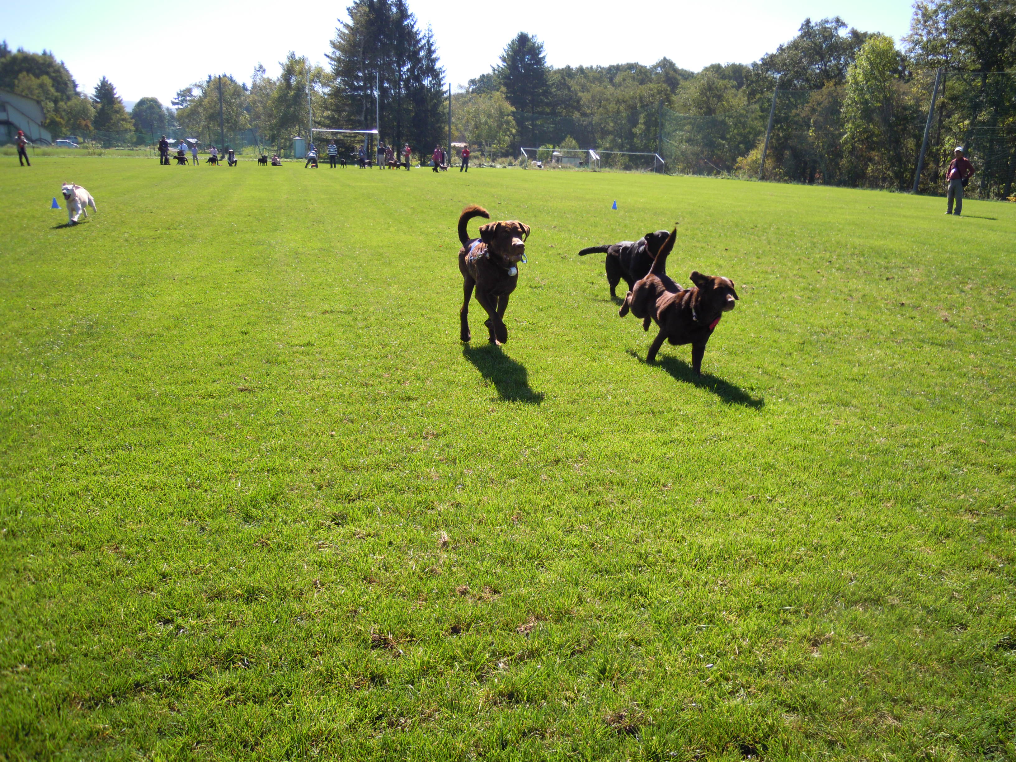 運動会